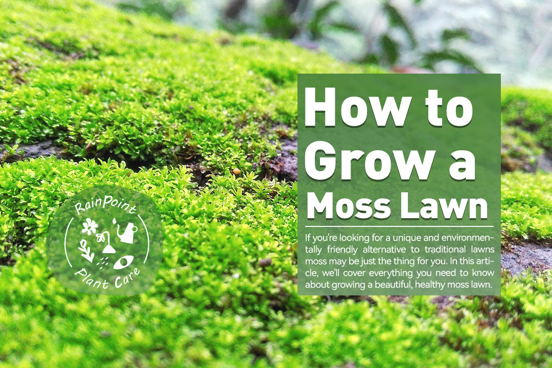 How to Grow a Moss Lawn – RainPoint Irrigation