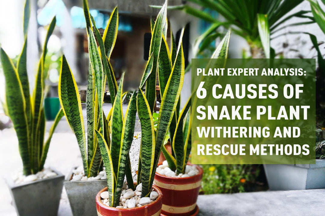 Plant Expert Analysis: 6 Causes of Snake Plant Withering and Rescue Me   RainPoint
