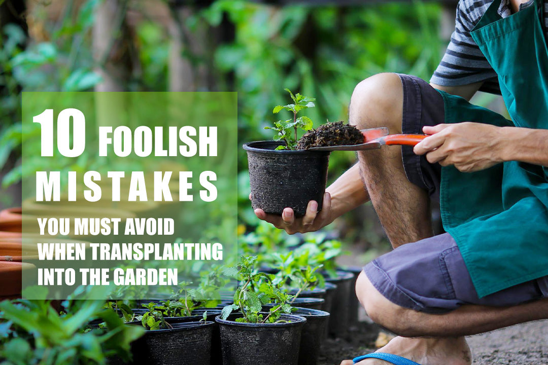 10 Foolish Mistakes You MUST Avoid When Transplanting into the Garden