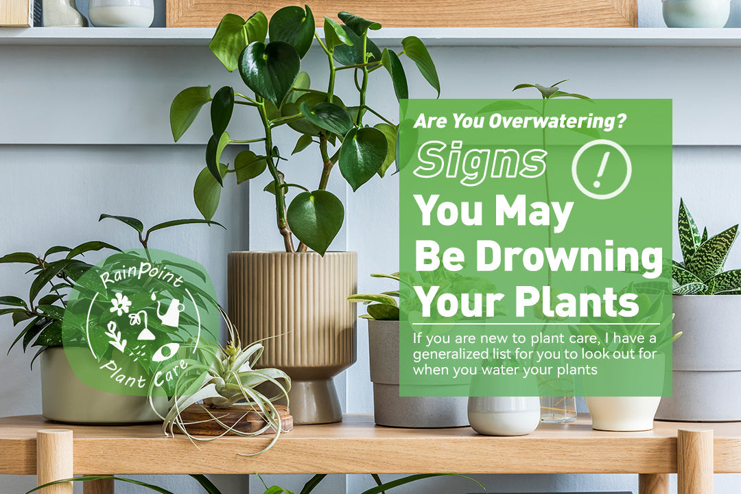 Are You Overwatering? Signs You May Be Drowning Your Plants  RainPoint
