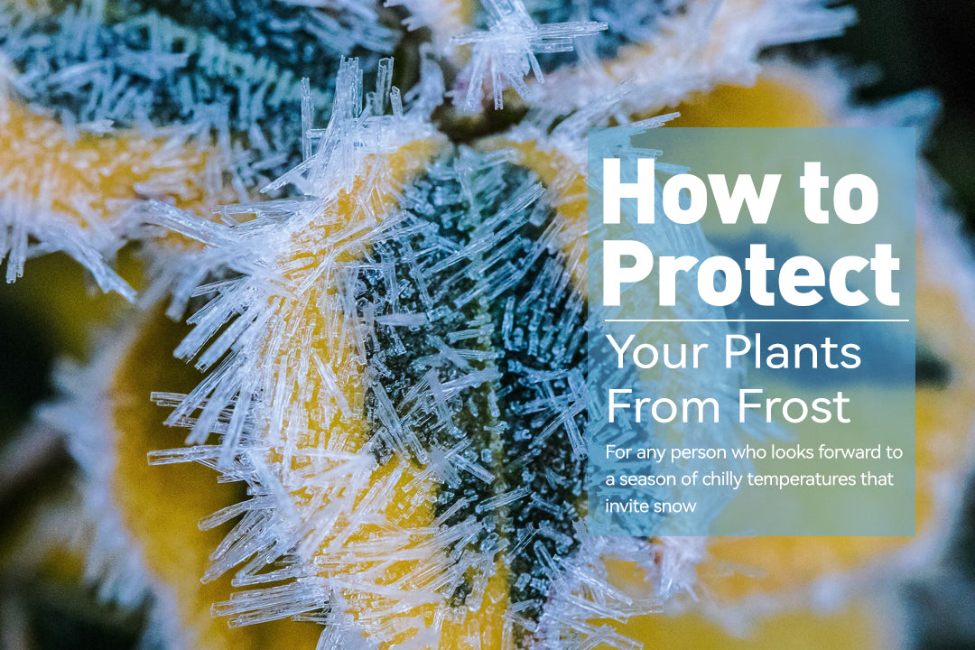 How to Protect Your Plants from Frost – RainPoint