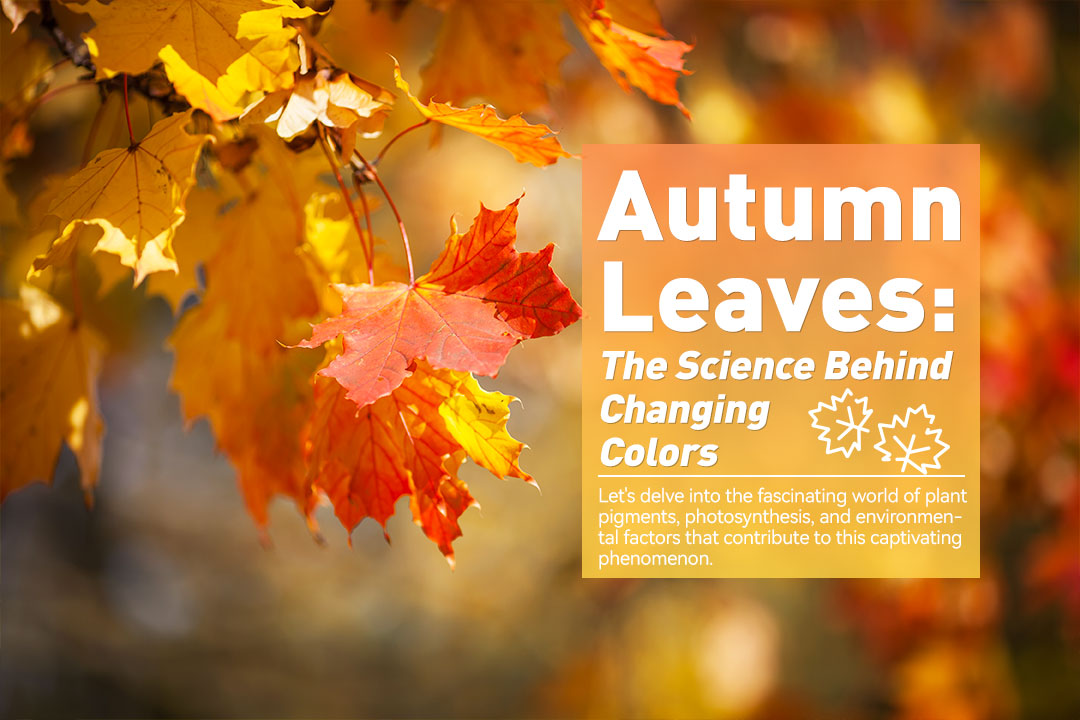 Autumn Leaves: The Science Behind Changing Colors
