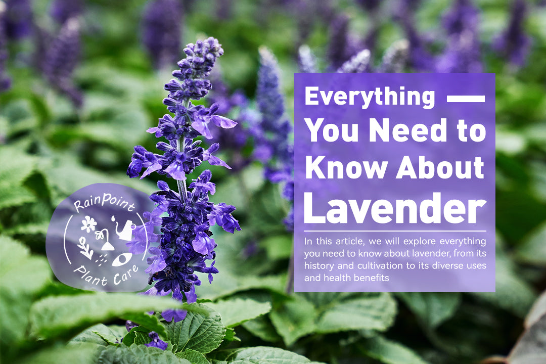 Everything You Need to Know About Lavender – RainPoint Irrigation