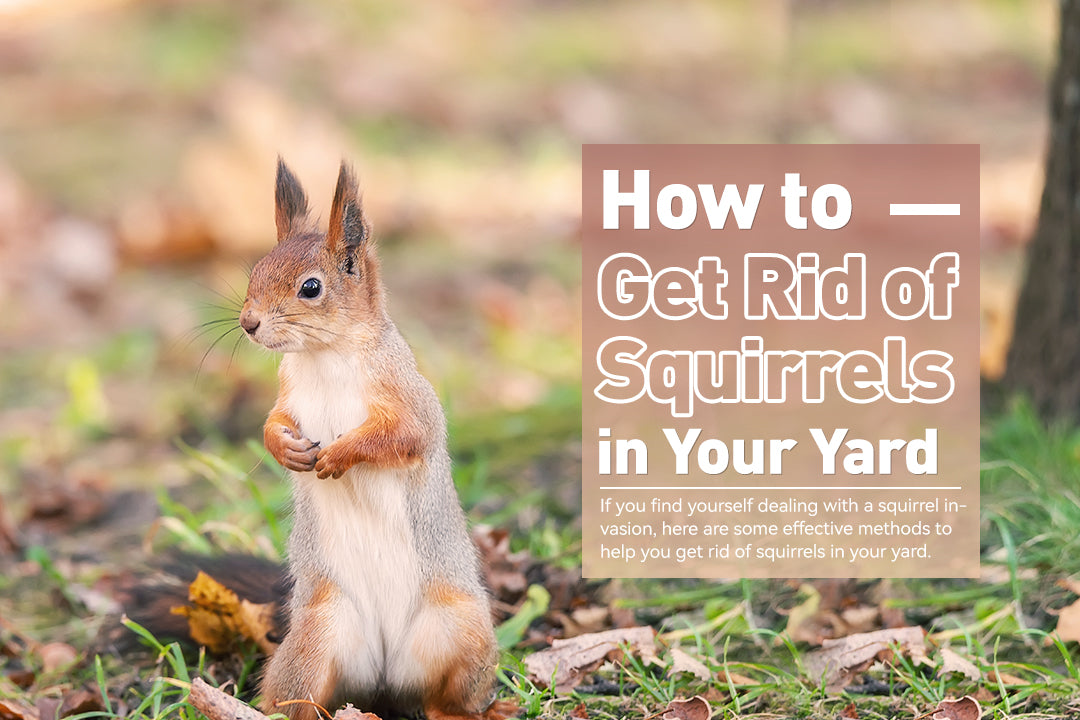 How to Get Rid of Squirrels in Your Yard RainPoint Irrigation