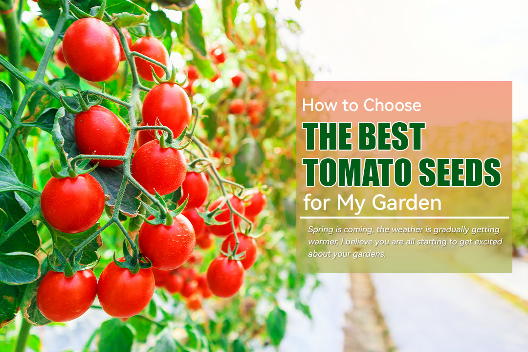 How to Choose the Best Tomato Seeds for My Garden