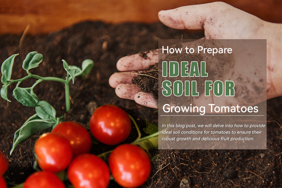 How to Prepare Ideal Soil for Growing Tomatoes