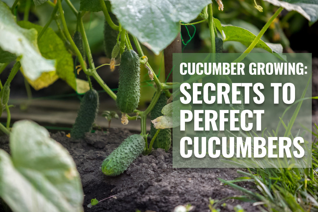 Cucumber Growing: Secrets to Perfect Cucumbers