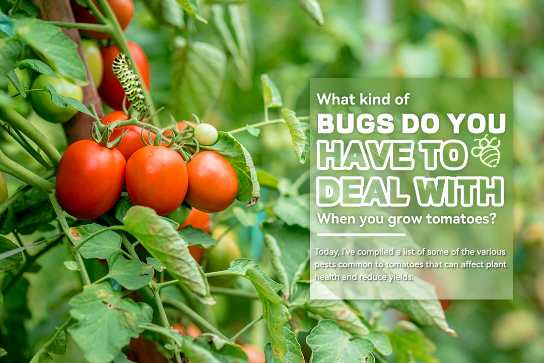 What kind of bugs do you have to deal with when you grow tomatoes？