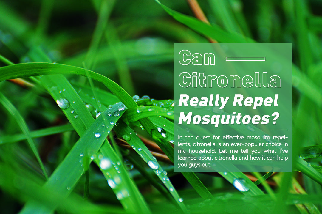 Can Citronella Really Repel Mosquitoes?
