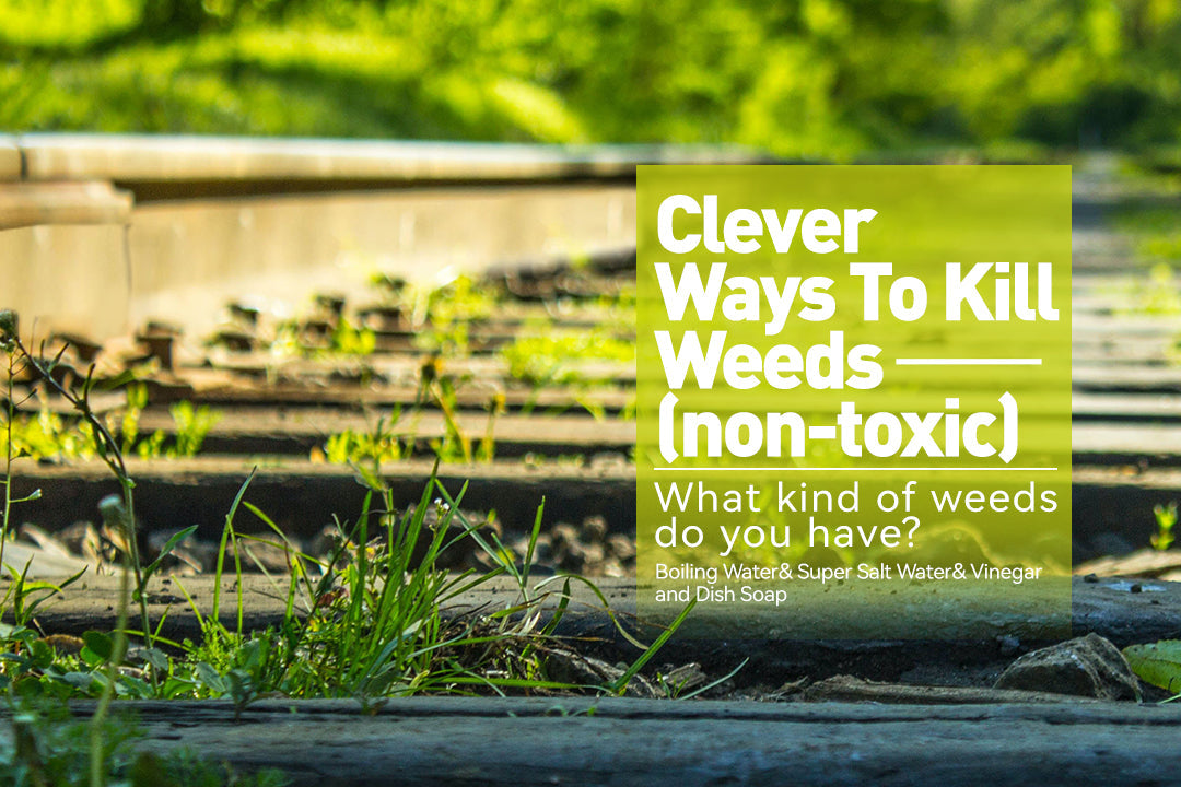 lever Tricks to Kill Weeds with NO Toxic Chemicals