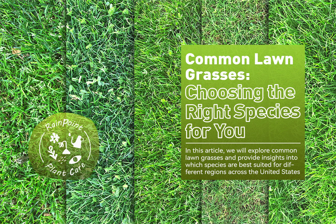 Common Lawn Grasses: Choosing the Right Species for You