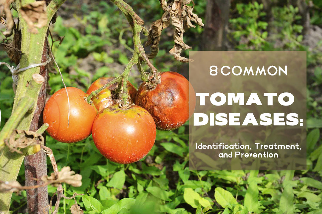 8 Common Tomato Diseases: Identification, Treatment, and Prevention