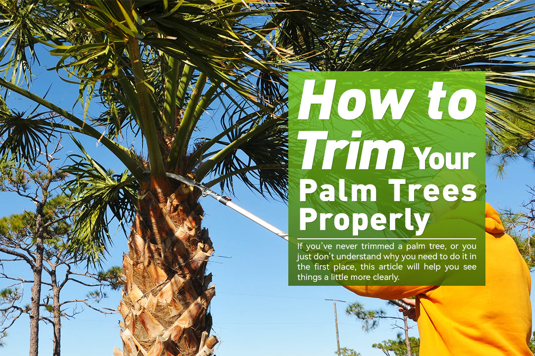 How to Trim Your Palm Trees Properly