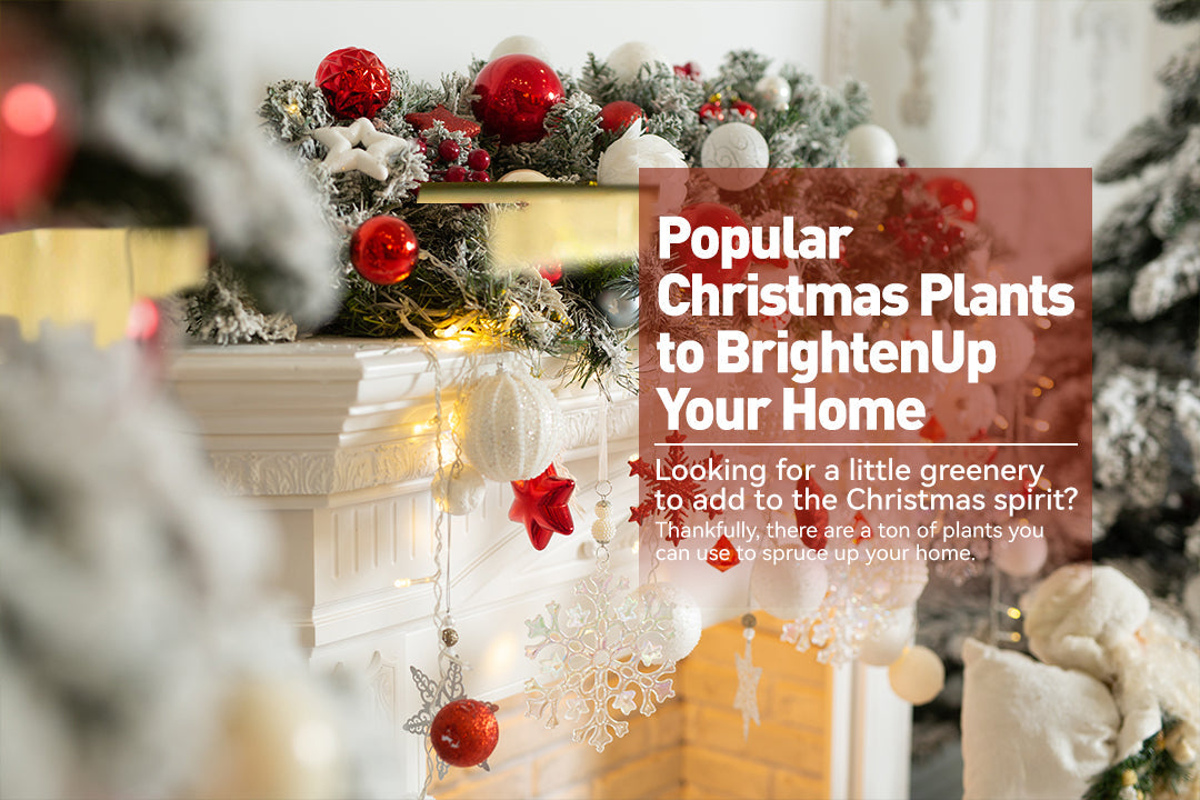 Popular Christmas Plants to Brighten Up Your Home