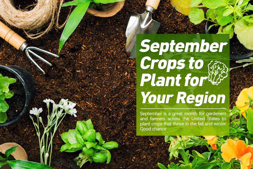 September Crops to Plant for Your Region