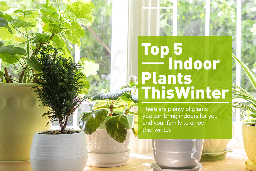  Top 5 Indoor Plants This Winter