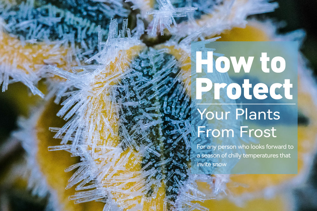 How to Protect Your Plants from Frost - RainPoint