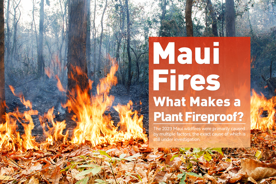 Maui Fires: What Makes a Plant Fireproof?