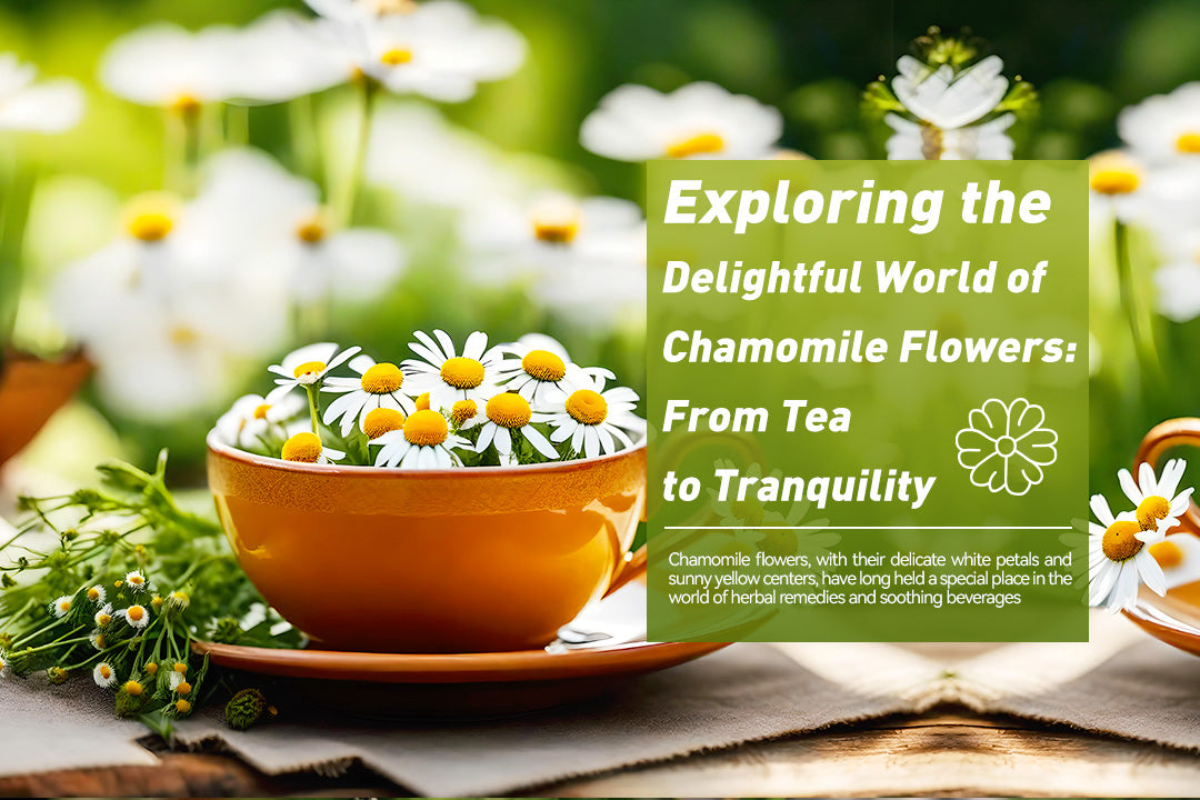 Exploring the Delightful World of Chamomile Flowers: From Tea to Tranquility