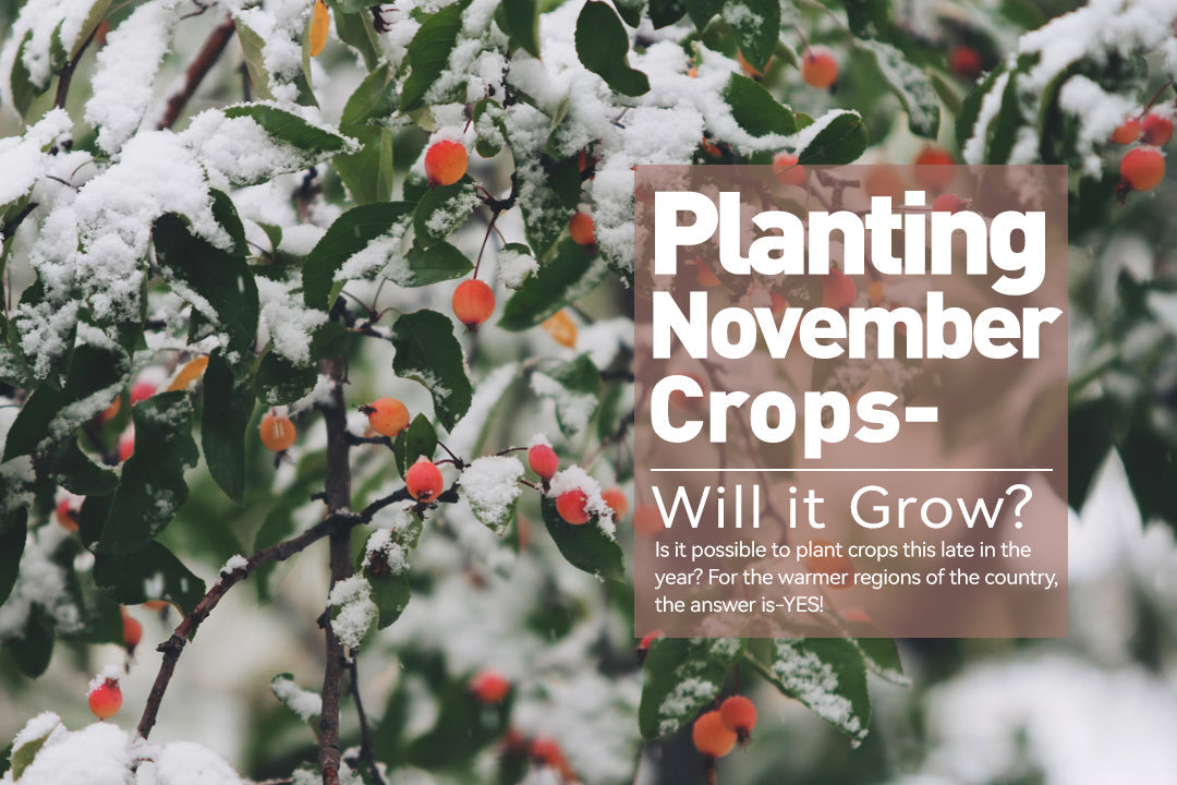 Planting November Crops-Will it Grow?