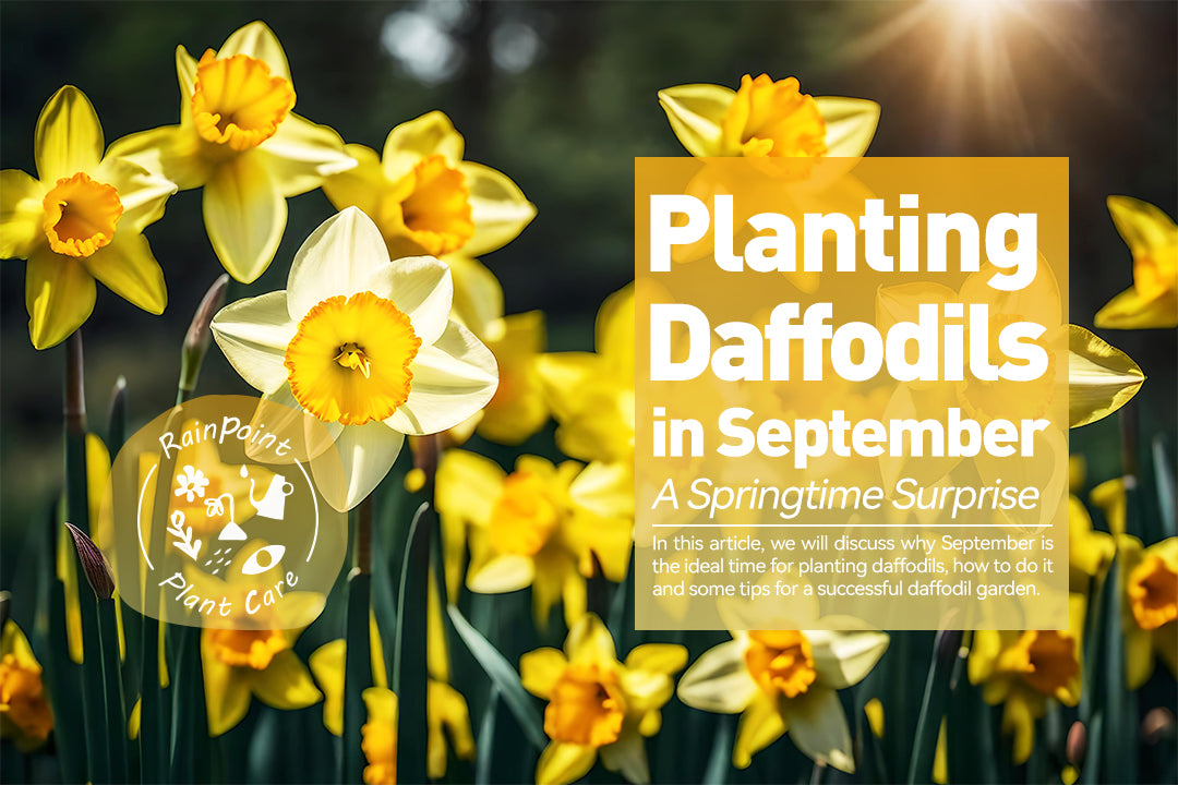 Its Time to Plant Daffodils!