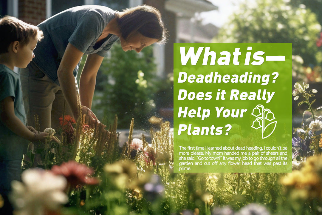 What is Deadheading? Does it Really Help Your Plants?