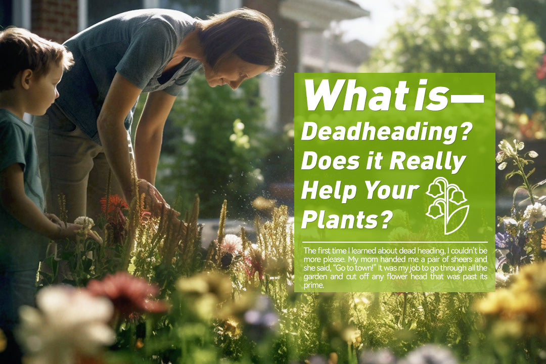 What is Deadheading? Does it Really Help Your Plants? RainPoint