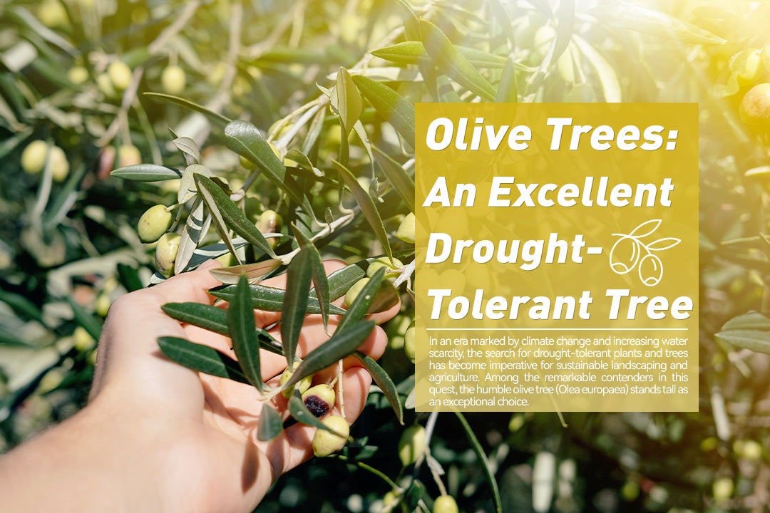 RainPoint-Olive Trees: An Excellent Drought-Tolerant Tree