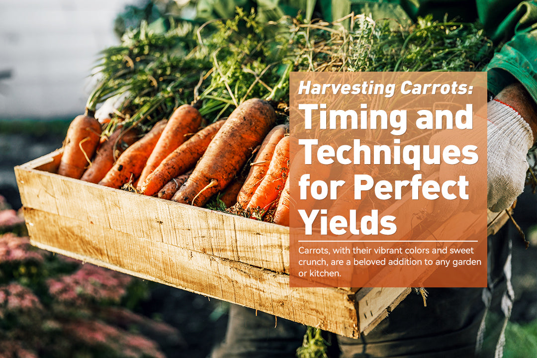 Harvesting Carrots: Timing and Techniques for Perfect Yields