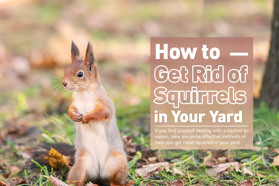 How to Get Rid of Squirrels in Your Yard
