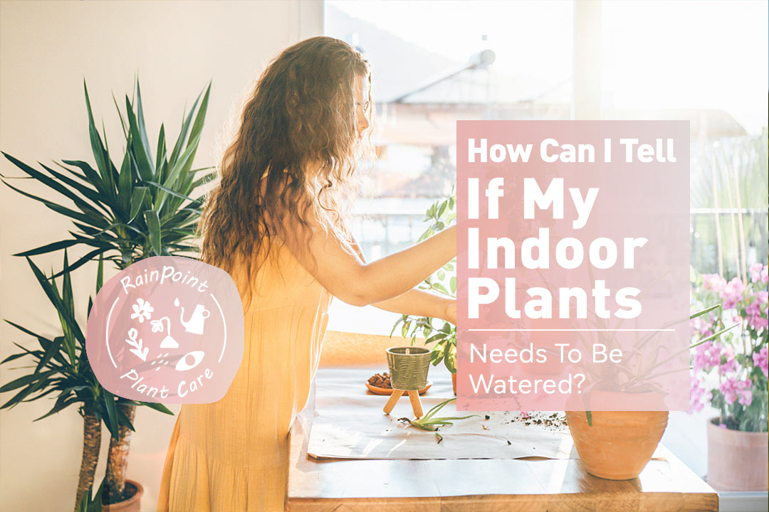 How Can I Tell If My Indoor Plants Needs To Be Watered?