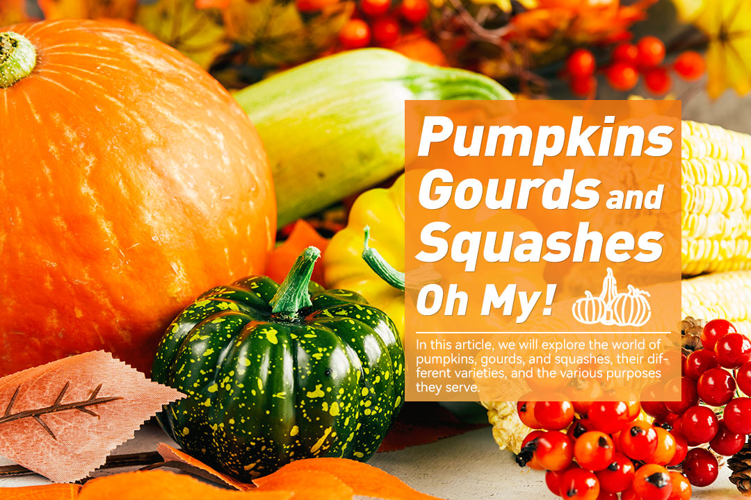 Pumpkins, Gourds, and Squashes, Oh My!