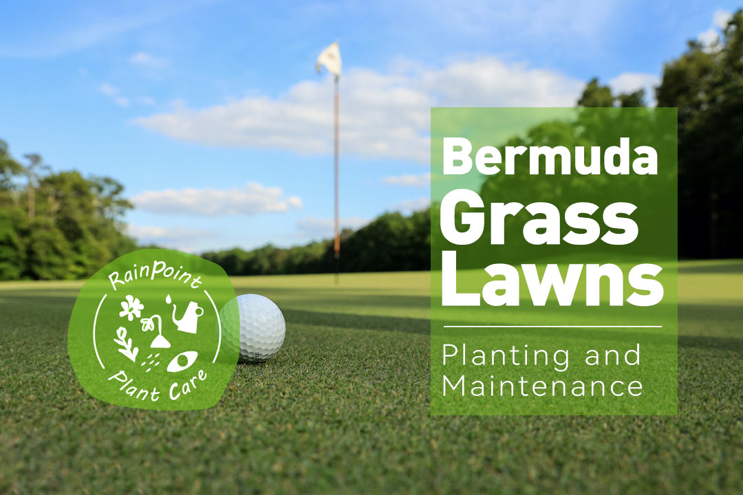Bermuda Grass Lawns | Planting and Maintenance - RainPoint