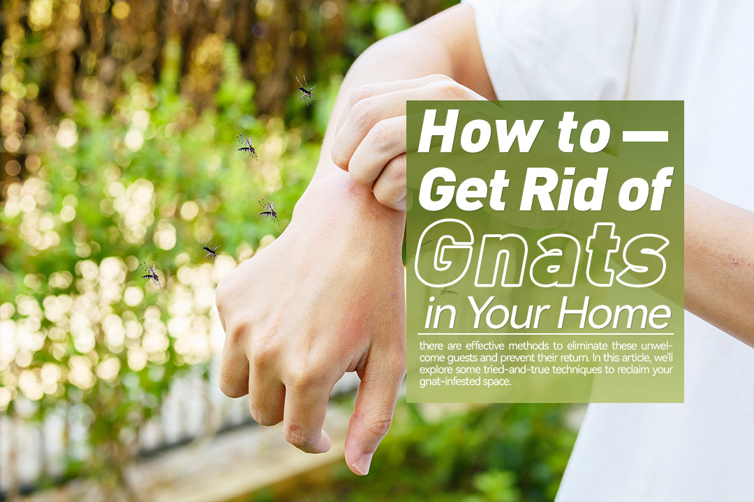 How to Get Rid of Gnats in Your Home