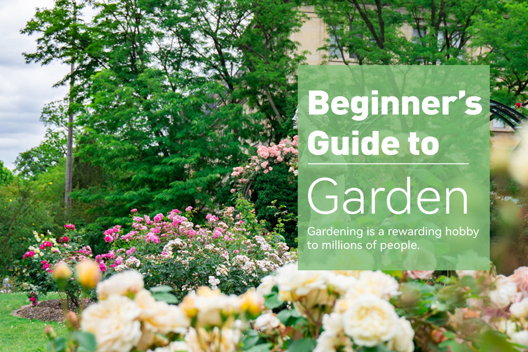 Beginner’s Guide to Gardening
