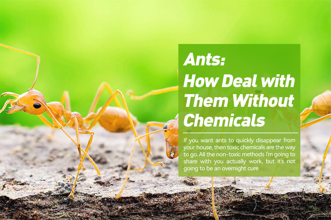 Ants: How Deal with Them Without Chemicals