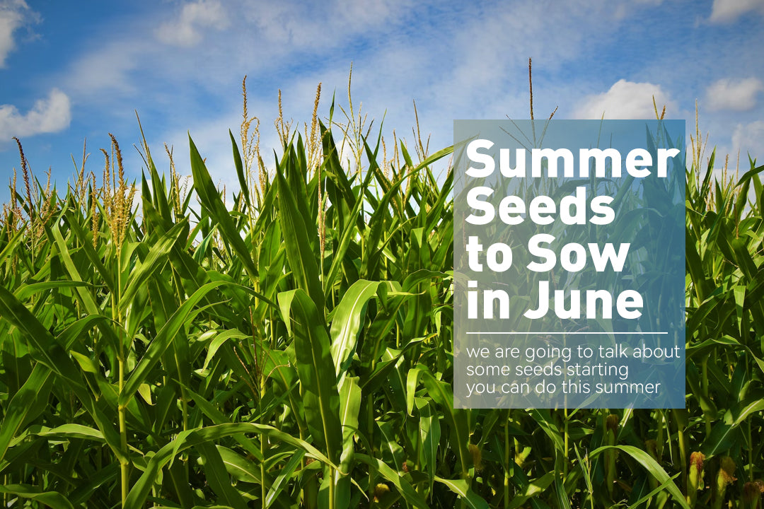Summer Seeds to Sow in June