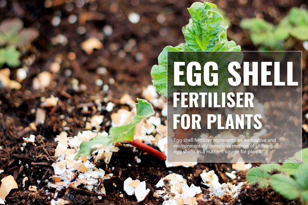 Egg Shell Fertiliser For Plants