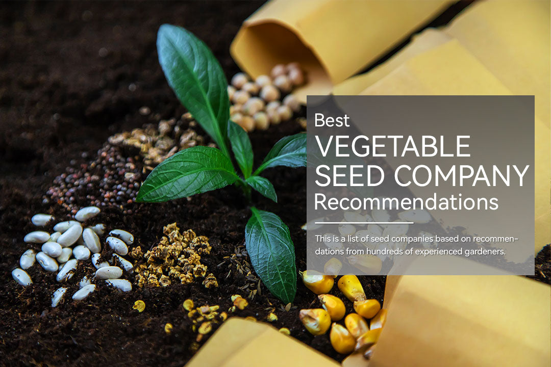 Best Vegetable Seed Company Recommendations