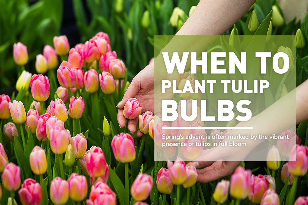 When to Plant Tulip Bulbs