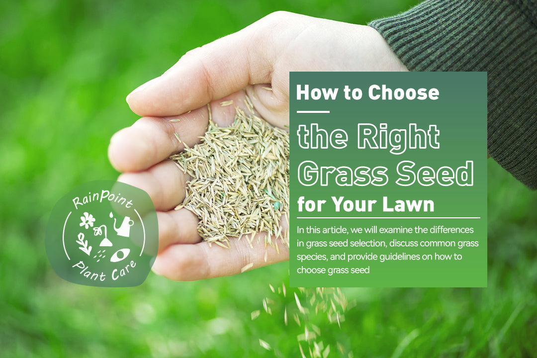 How to Choose the Right Grass Seed for Your Lawn