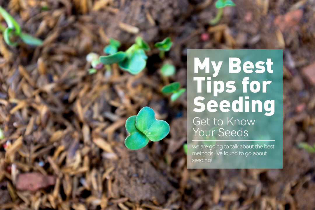 My Best Tips for Seeding