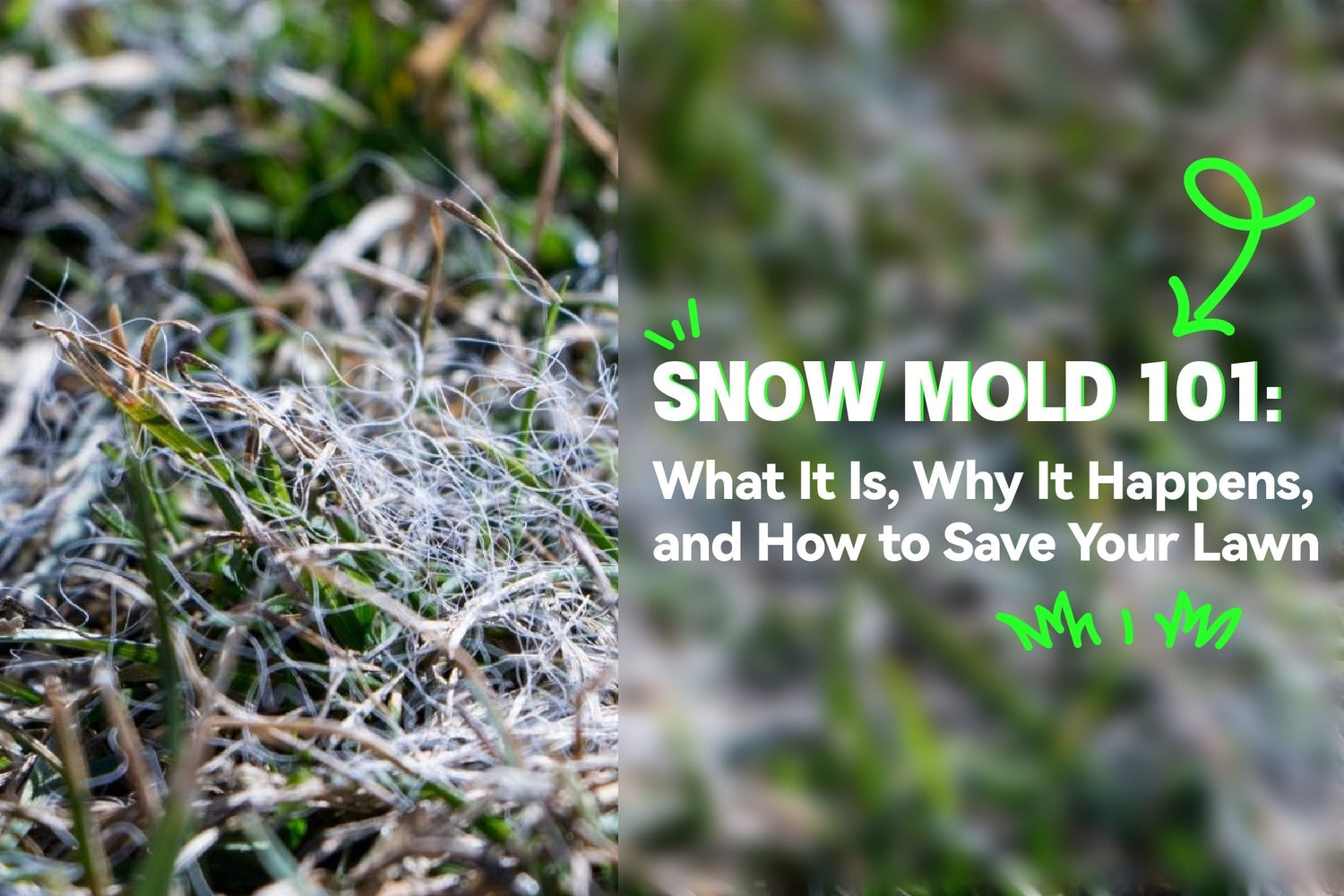 Snow Mold 101: What It Is, Why It Happens, and How to Save Your Lawn