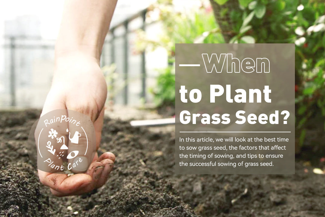 When to Plant Grass Seed?