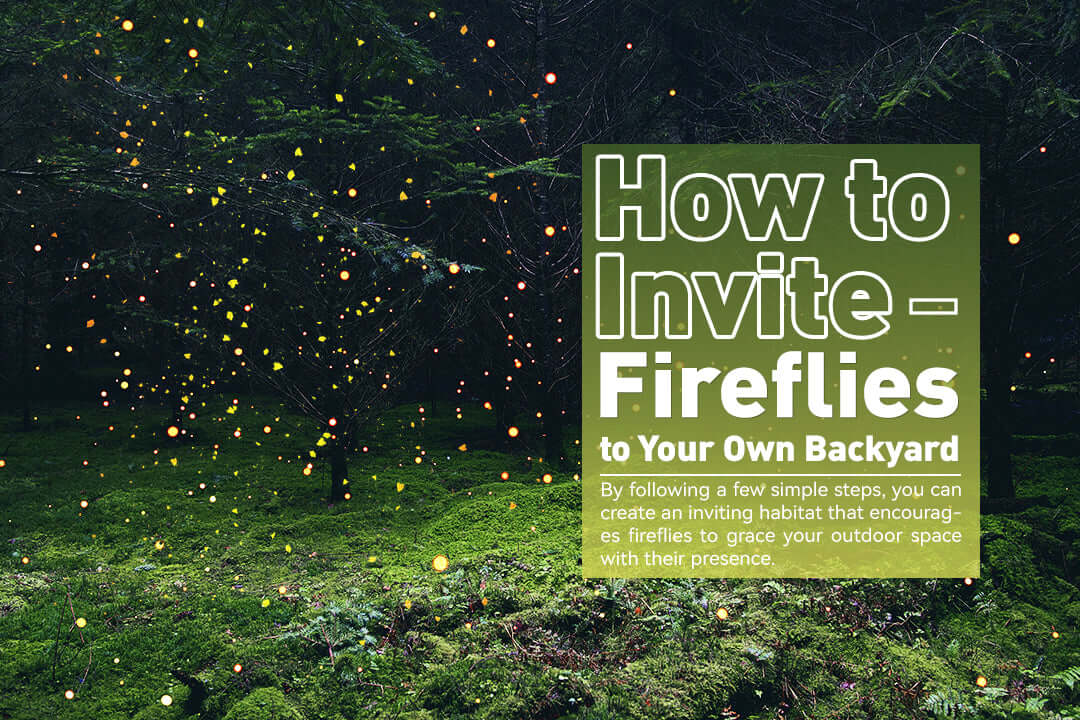 How to Invite Fireflies to Your Own Backyard