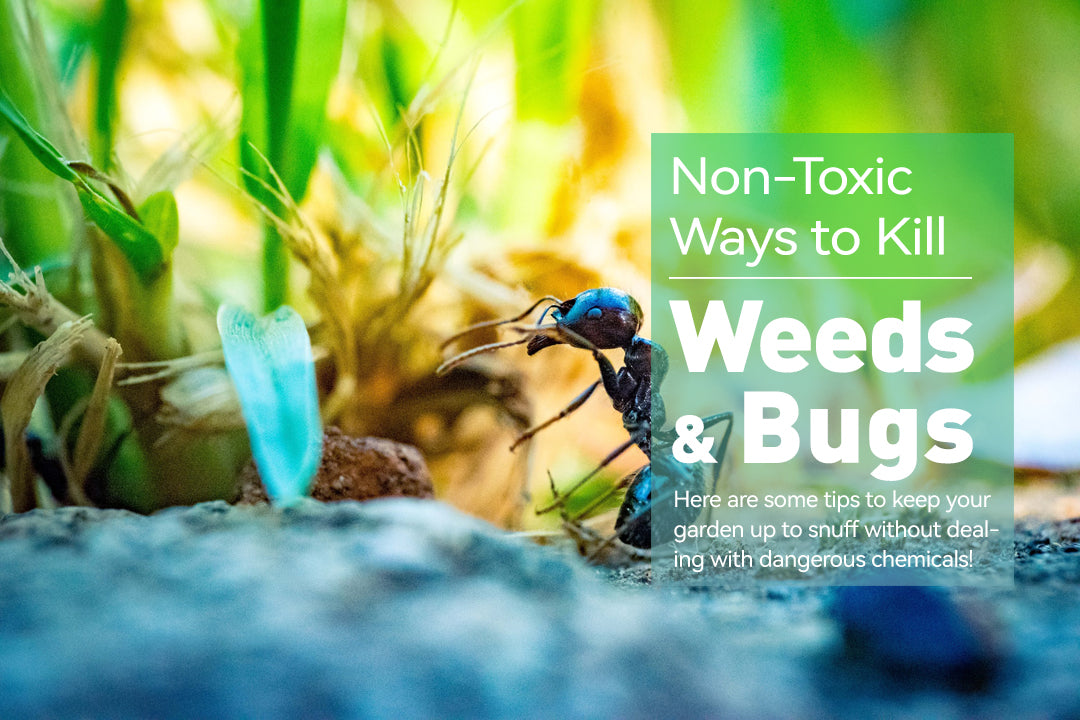 Non-Toxic Ways to Kill Weeds and Bugs - RainPoint