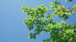Best sprinkler system for drought restrictions
